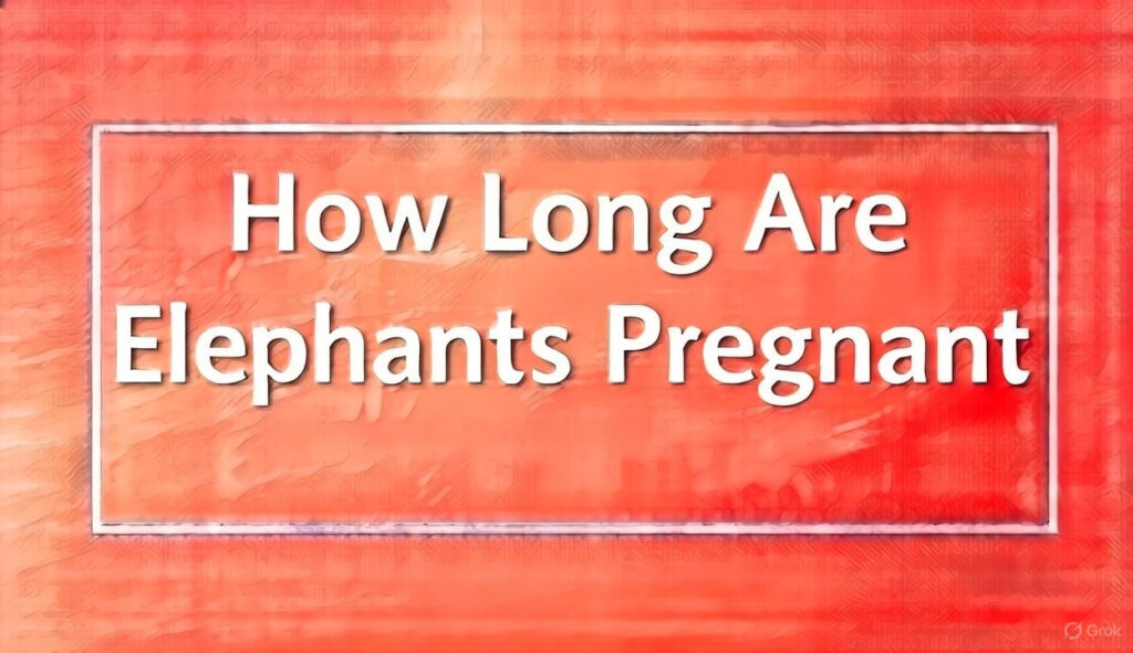 How Long Are Elephants Pregnant