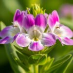 boylecheloid flower