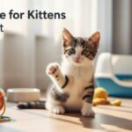 infoguide for kittens llblogpet